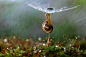 Magical Macro World Of Snails And Bugs By Vadim Trunov : Vadim Trunov, a self-taught nature photographer based in Voronezh, Russia, takes beautiful macro photos of snails, insects and mushrooms that seem to personify them and weave beautiful little storie