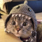 Shark-o-cat. I feel as if this a facial expression I see Maggie have a lot. but in cat form..