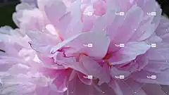 牡丹 花卉 美丽的花朵 花壁纸 粉红色 花卉背景 绽放 春天
