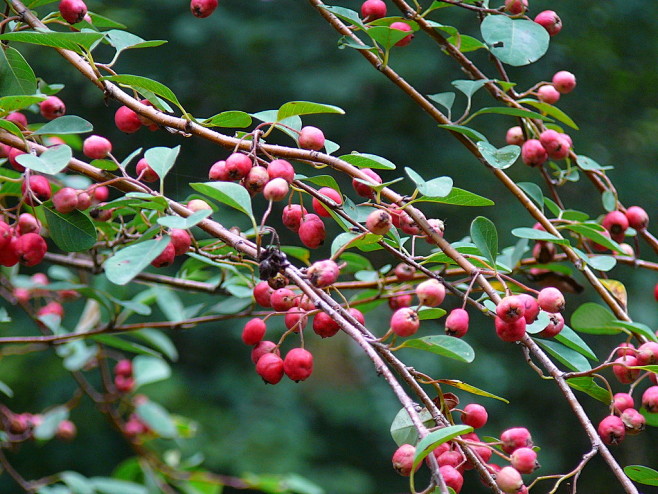 4似乎是水栒子cotoneastermultiflorus蔷薇科栒子属沟中各种各样的