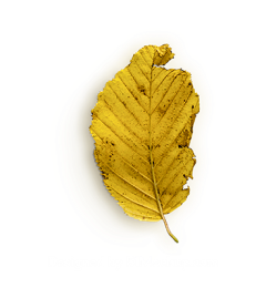 Super灬_Hero采集到PNG-特效-秋天植物