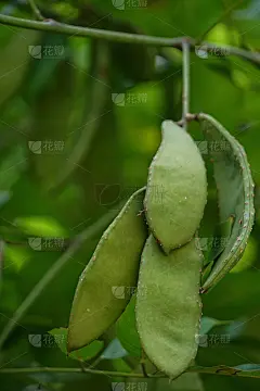 紫荆花紫竹