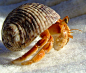 Land Hermit Crab - Jenn by alilone on deviantART