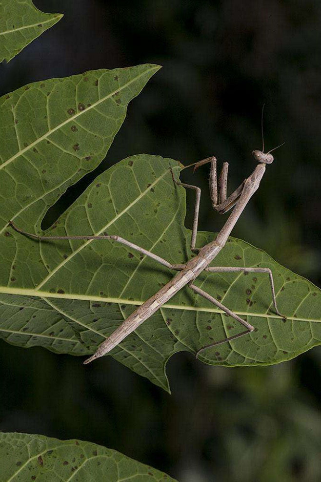 竹节虫目竹节虫总科竹节虫