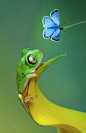 #树蛙##蝴蝶#Tree Frog and Chalkhill Blue Butterfy / Amazing Pictures