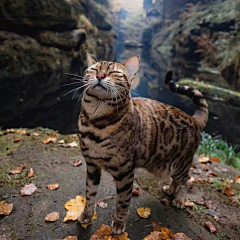 镶梨琼采集到猫猫
