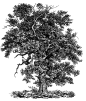 高清黑白铅笔手绘大树插画图片植物树木透明PNG免扣设计PS素材
