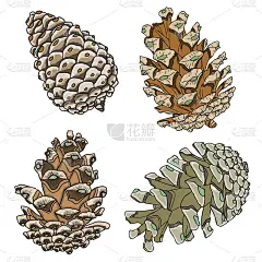 一套水彩画和手绘水墨画的松果。圣诞手绘冷杉球果收藏。各种树木的球果雪松，冷杉，铁杉，落叶松，松树和云