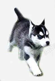 阿拉斯加犬高清素材 元素 页面网页 平面电商 创意素材 png素材