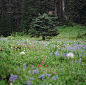 moving through mt. rainier, part two by manyfires