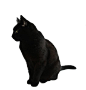 black cat png by ~camelfobia on deviantART
