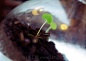为大家分享这款灯泡废物利用变身创意玻璃器皿绿植小盆栽的制作过程，非常袖珍，也非常有创意，有兴趣的朋友一起来www.63diy.com试一下吧。 #DIY# #手工# #废物利用#