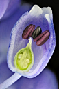 Muscari flower

