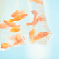 #fish #memory