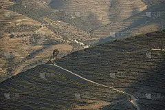 杜罗和葡萄园山谷环境