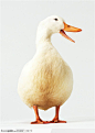 动物表情-鸣叫的白色鸭子