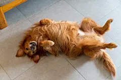 点击来源直接获取大图文件 |Golden Retriever lying on the floor with his stomach exposed