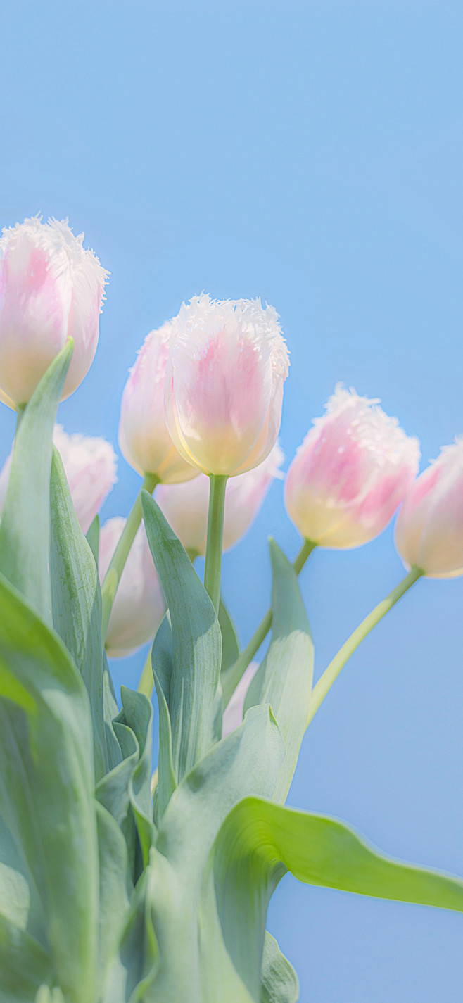 #摄影（花）#