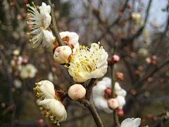 云托八仙采集到梅花