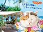 日本广告新星——猫咪“NYARAN”