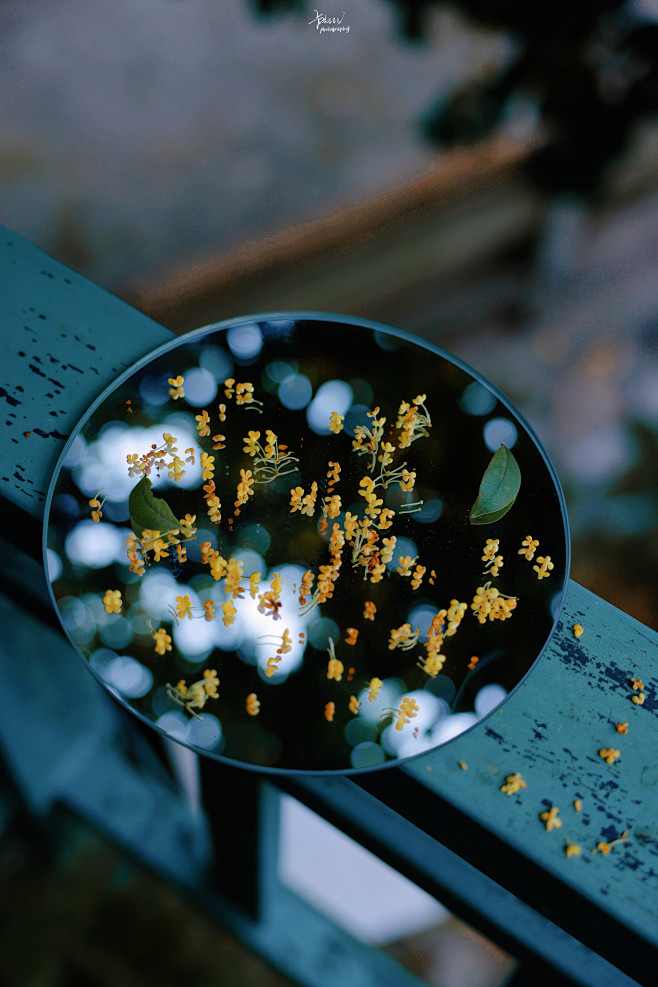 #摄影（霜降-桂花-欲买桂花同载酒，终不...