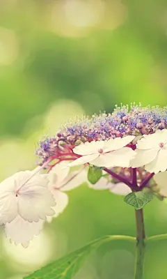 夏日唯美的小花高清手机壁纸