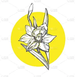 植物手绘花水仙花在黄色照明圆形形状。