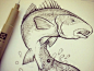 Redfish