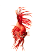 visarute angkatavanich在 500px 上的照片red betta