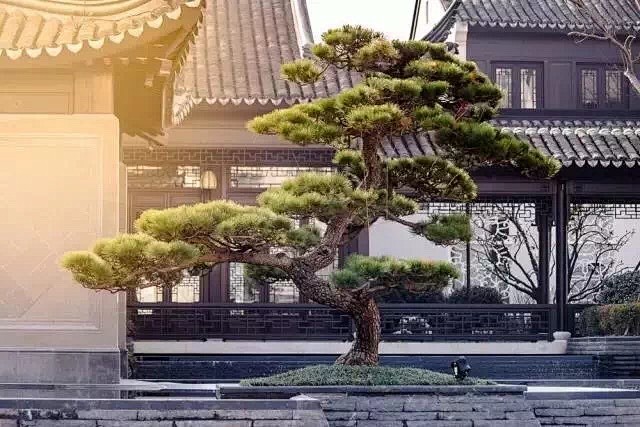 造型油松1