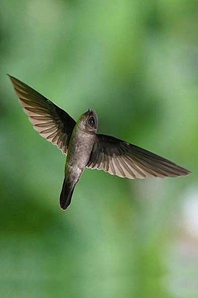雨燕目雨燕科金丝燕属纯色金丝燕