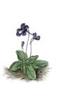花，开花，厂，紫色