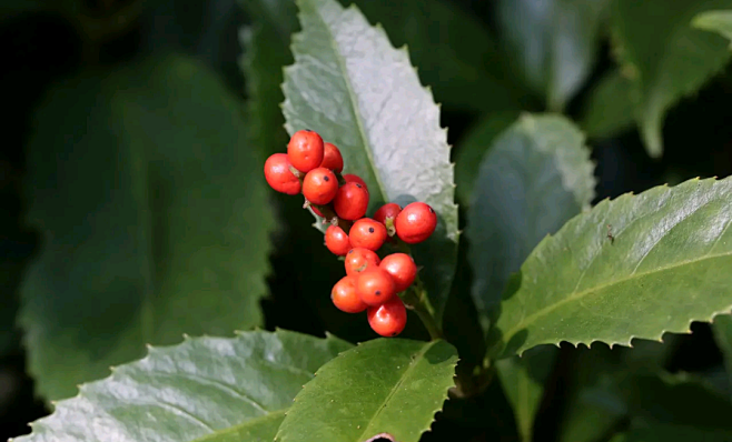 草珊瑚又名接骨金粟兰接骨莲九节茶