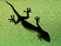 Geckos And Insects Inspire University of Kiel's Super-Adhesive Tape