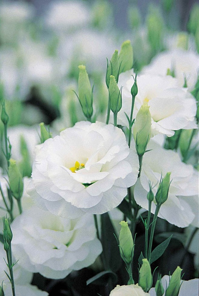 White Lisianthus wit...