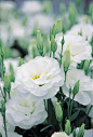 White Lisianthus