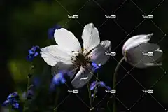 海葵 花 开花 木海葵 白色的 花园花 投标 花壁纸 勿忘我