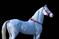 Most Popular « Heart of a Horse
