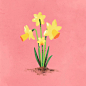 122)Some daffodils. #feedfill...