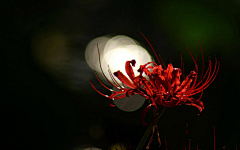 半樱花╮悠然花香の墨采集到花开花落