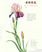 《香草绘》—你对香草的印象是怎样的呢？香草，既有花朵的柔美鲜艳，又有植物的清新可爱。一起来感恩来自大自然的温柔馈赠。
