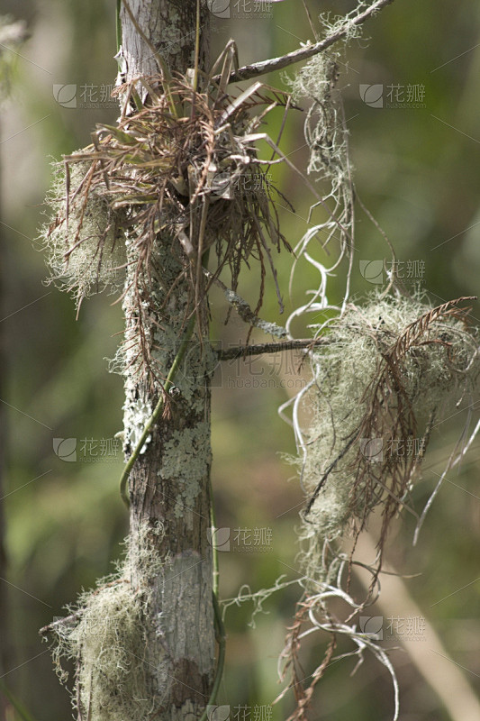 寄生藤,枝,垂直画幅,螺旋沼泽避难所,无人,佛罗里达,植物,彩色图片,纳布勒斯,摄影