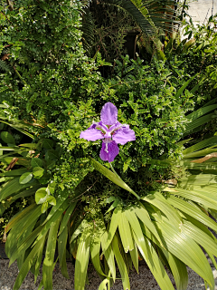 有了鱼的猫采集到小家园艺（植物）