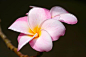 10 das mais belas flores do mundo – SoS Curiosidades : Com variadas cores, formas e feitios as flores embelezam e dão cor aos nossos jardins, à nossa vida e são sempre um presente acertado.