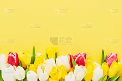 白色和黄色的郁金香在明亮的黄色背景，选择性的焦点，贺卡