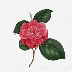 一枝盛开的复古手绘红茶花 免抠png 设计图片 免费下载 页面网页 平面电商 创意素材