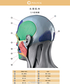 CrissK采集到五官