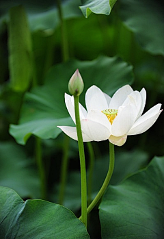 北城北北采集到花非花