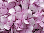 绣球花粉红色的花朵壁纸（#101065）/ Wallbase.cc