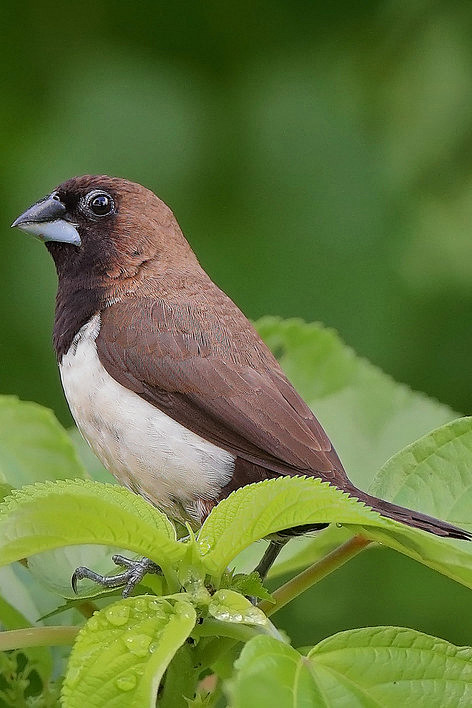 雀形目梅花雀科文鸟属黑喉文鸟